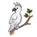 Cockatoo 2 Coloring Pages