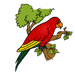 Parrot 1 Coloring Pages