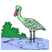 Spoonbill 1 Coloring Pages