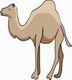 Camel Coloring Pages