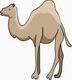 CAMEL Coloring Pages