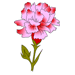 Carnation Coloring Pages