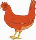 Chicken Coloring Pages