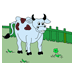 Cow Coloring Pages