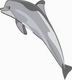 Dolphin Coloring Pages