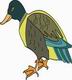 Mallard Coloring Pages