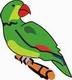 Green Parrot Coloring Pages