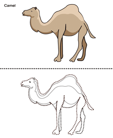 Camel Sheet