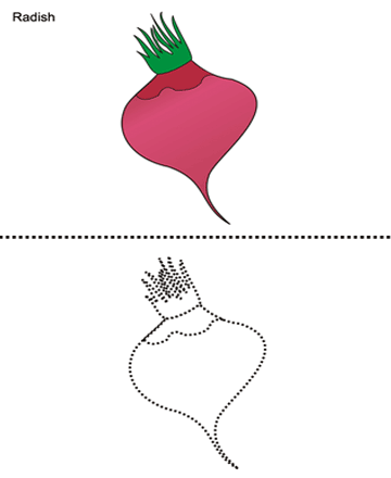 Radish Sheet